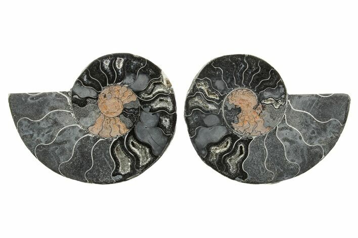 Cut & Polished Ammonite Fossil - Unusual Black Color #367735